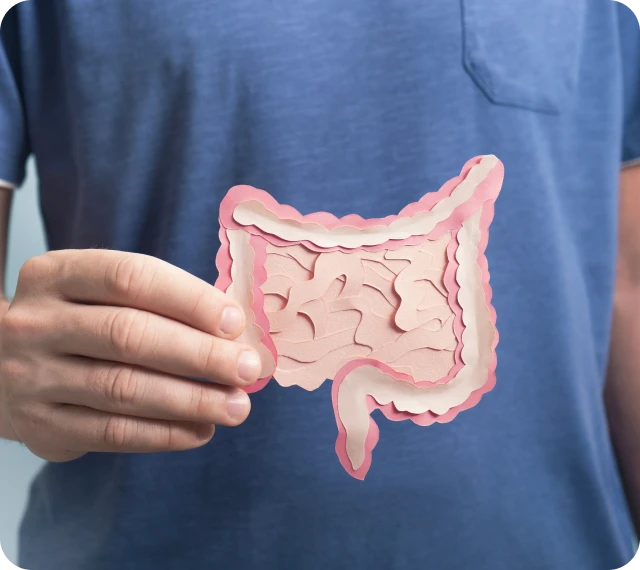 Hand displaying intestine illustration